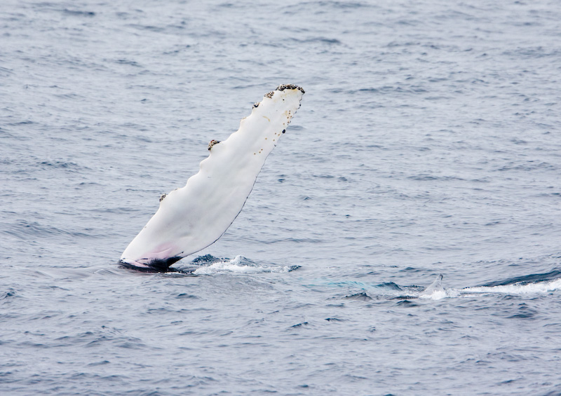 Humpback Whale